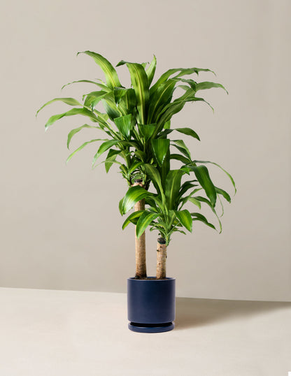  Large Dracaena Mass Cane