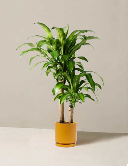  Large Dracaena Mass Cane