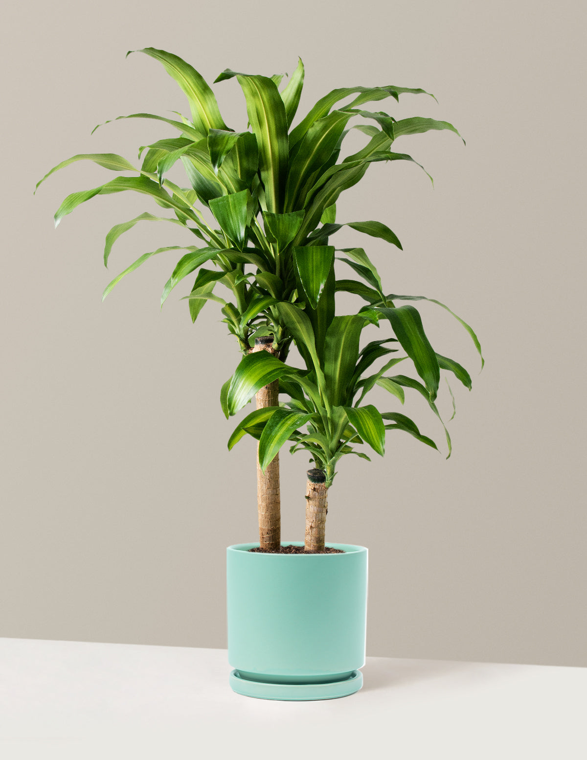  Large Dracaena Mass Cane