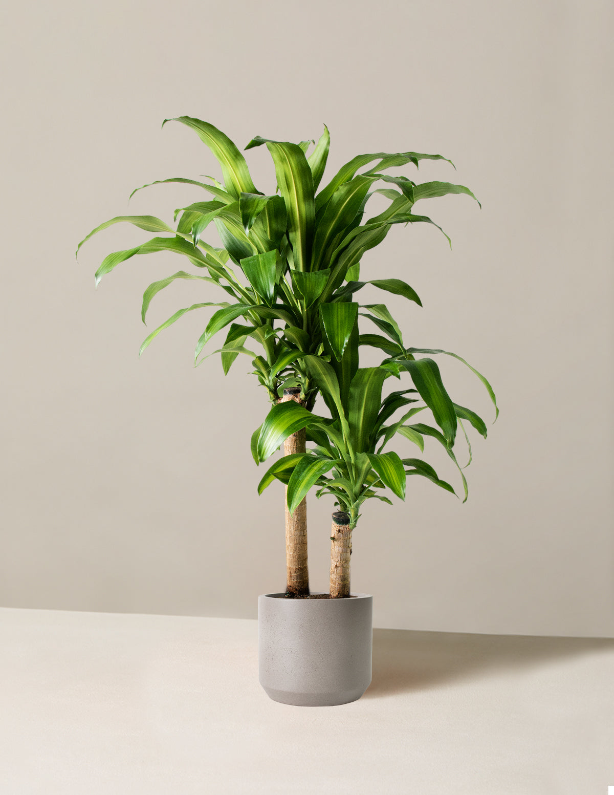  Large Dracaena Mass Cane
