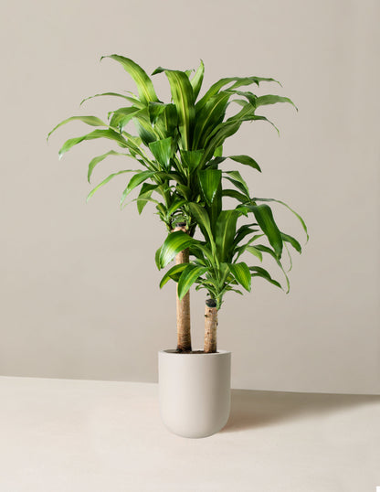  Large Dracaena Mass Cane