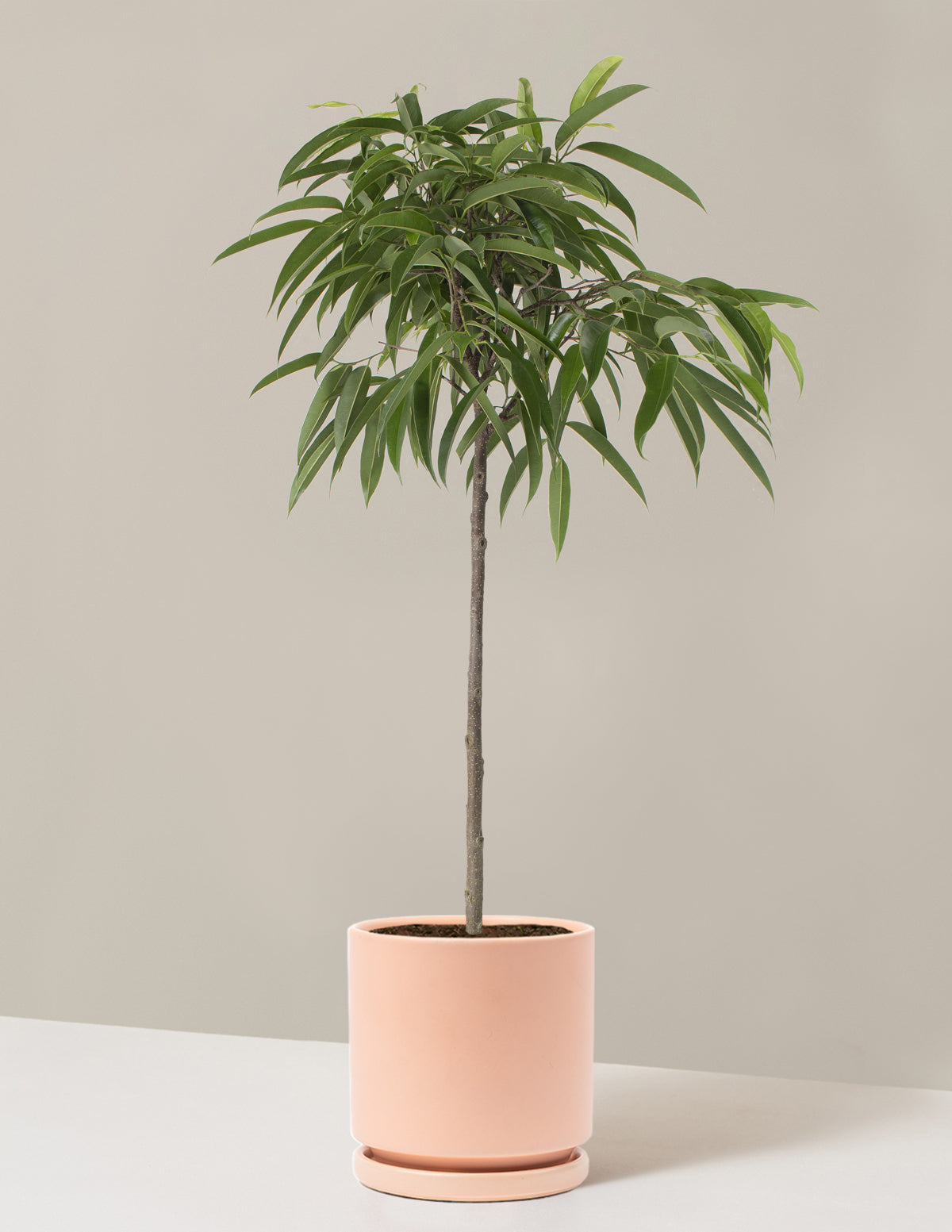  Large Ficus Alii