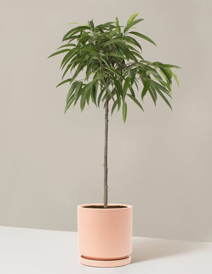  Large Ficus Alii