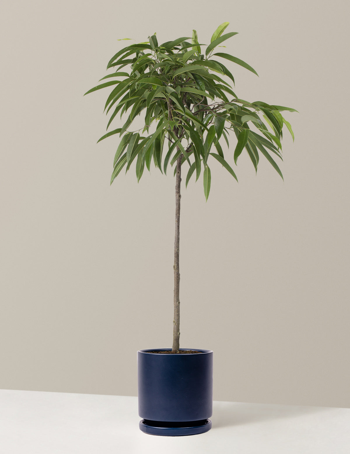  Large Ficus Alii