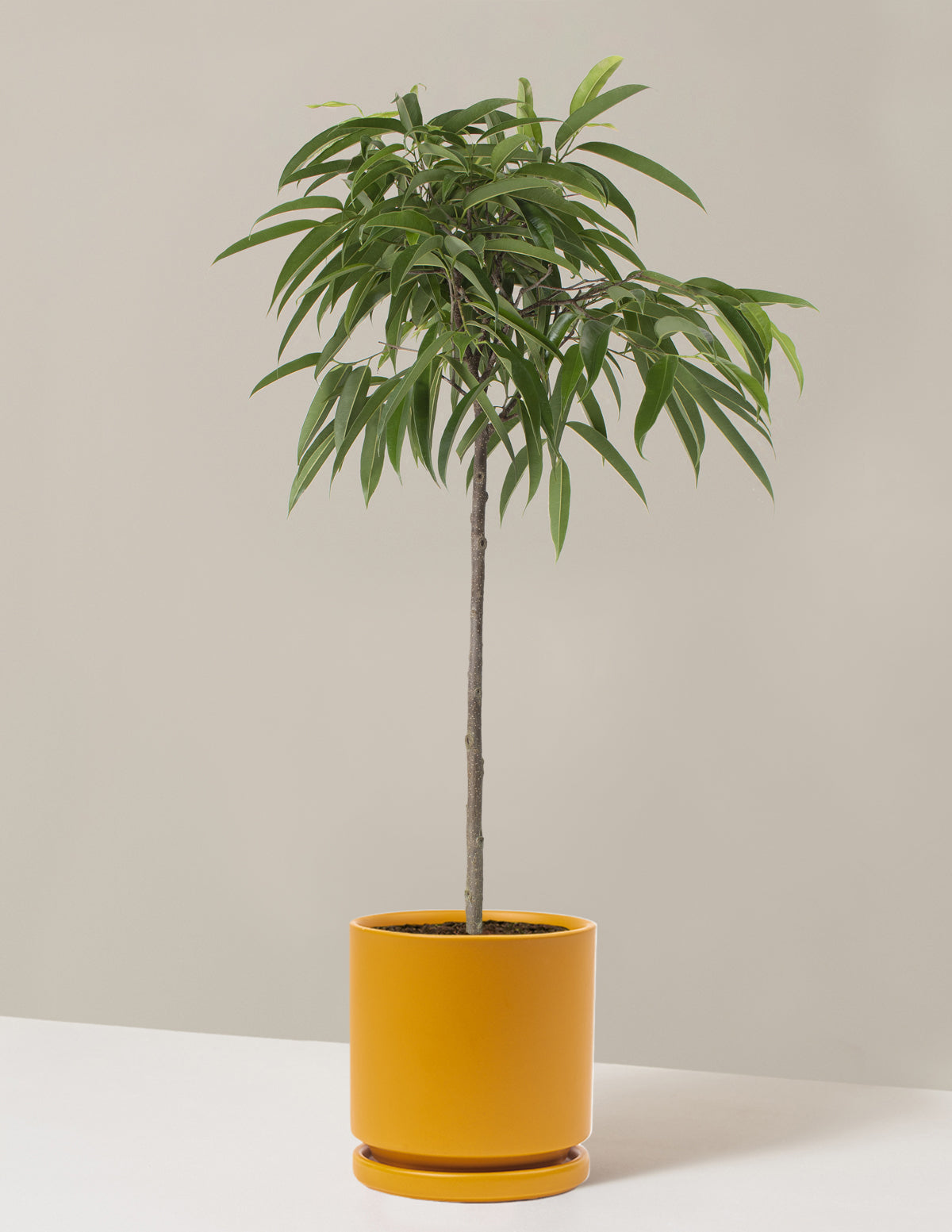  Large Ficus Alii