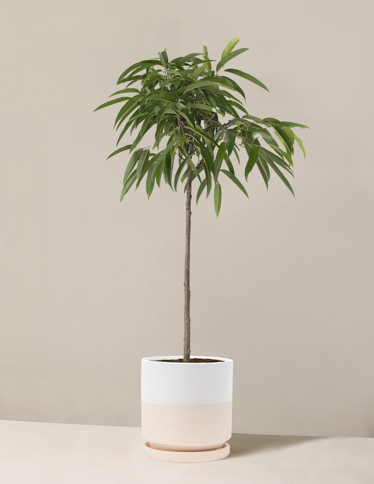  Large Ficus Alii