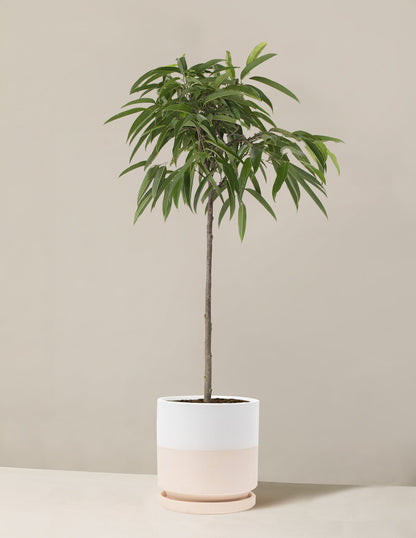  Large Ficus Alii