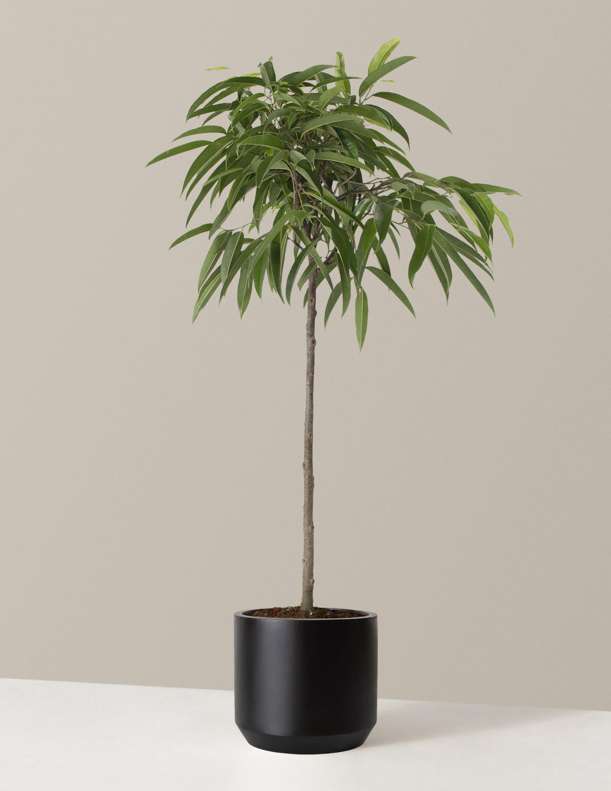  Large Ficus Alii