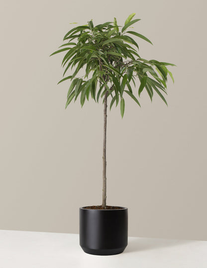  Large Ficus Alii