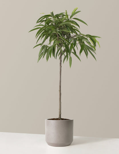  Large Ficus Alii
