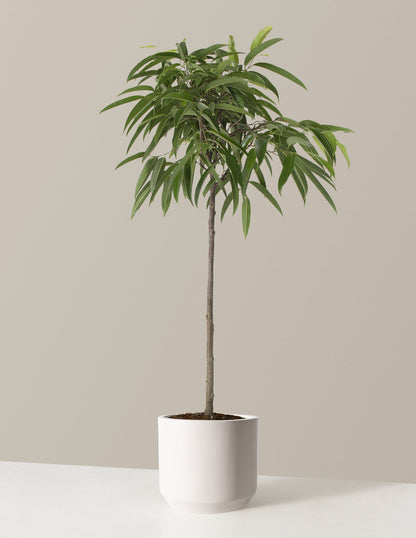  Large Ficus Alii