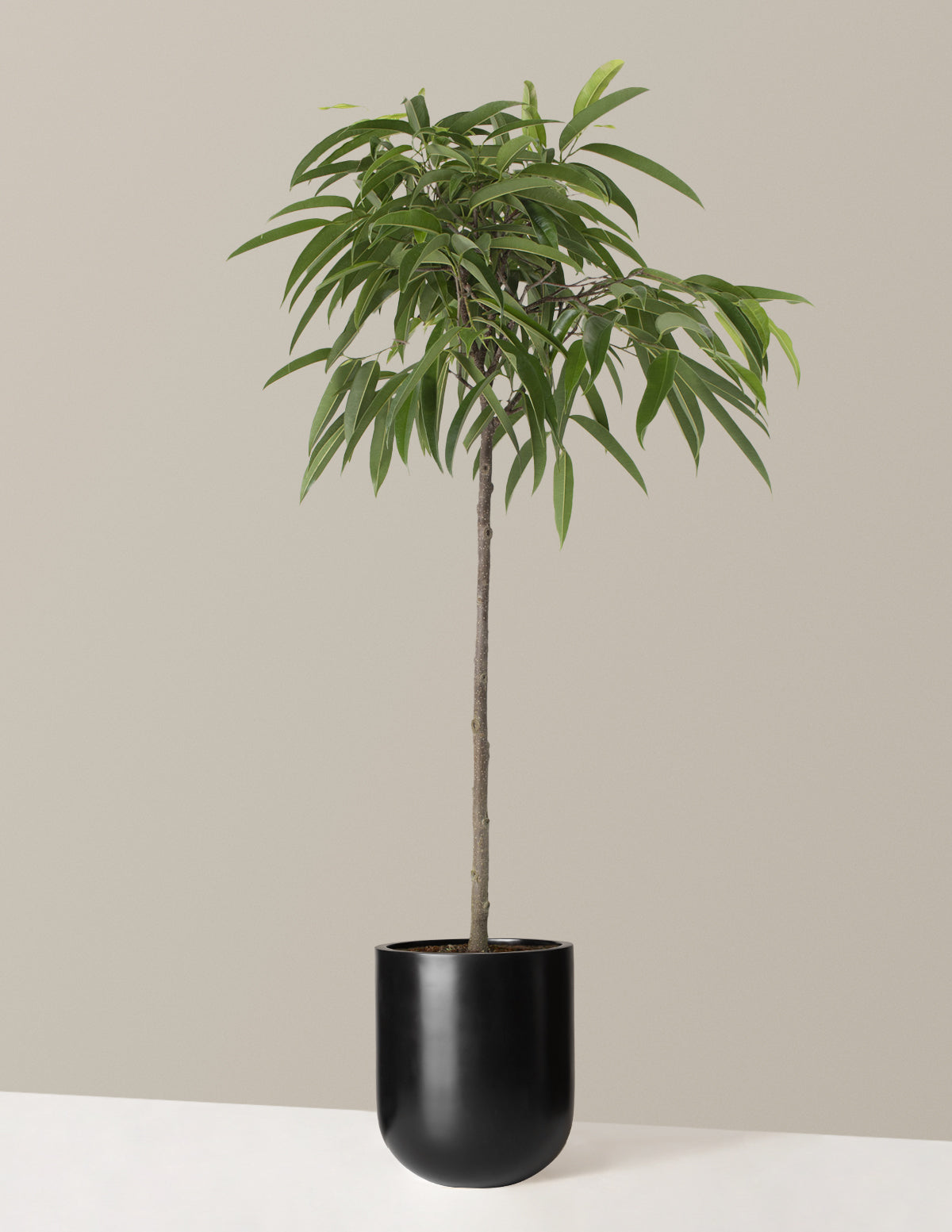  Large Ficus Alii