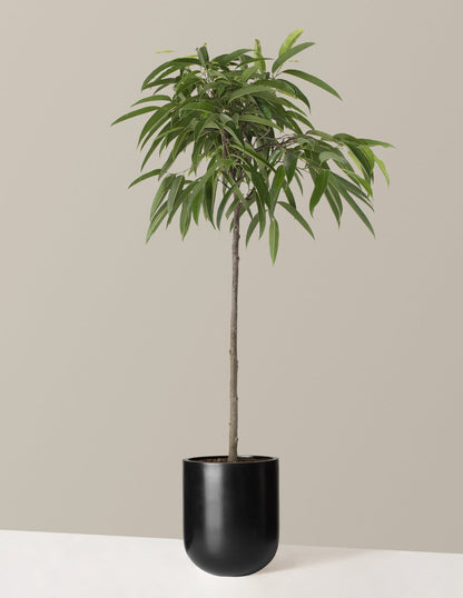  Large Ficus Alii