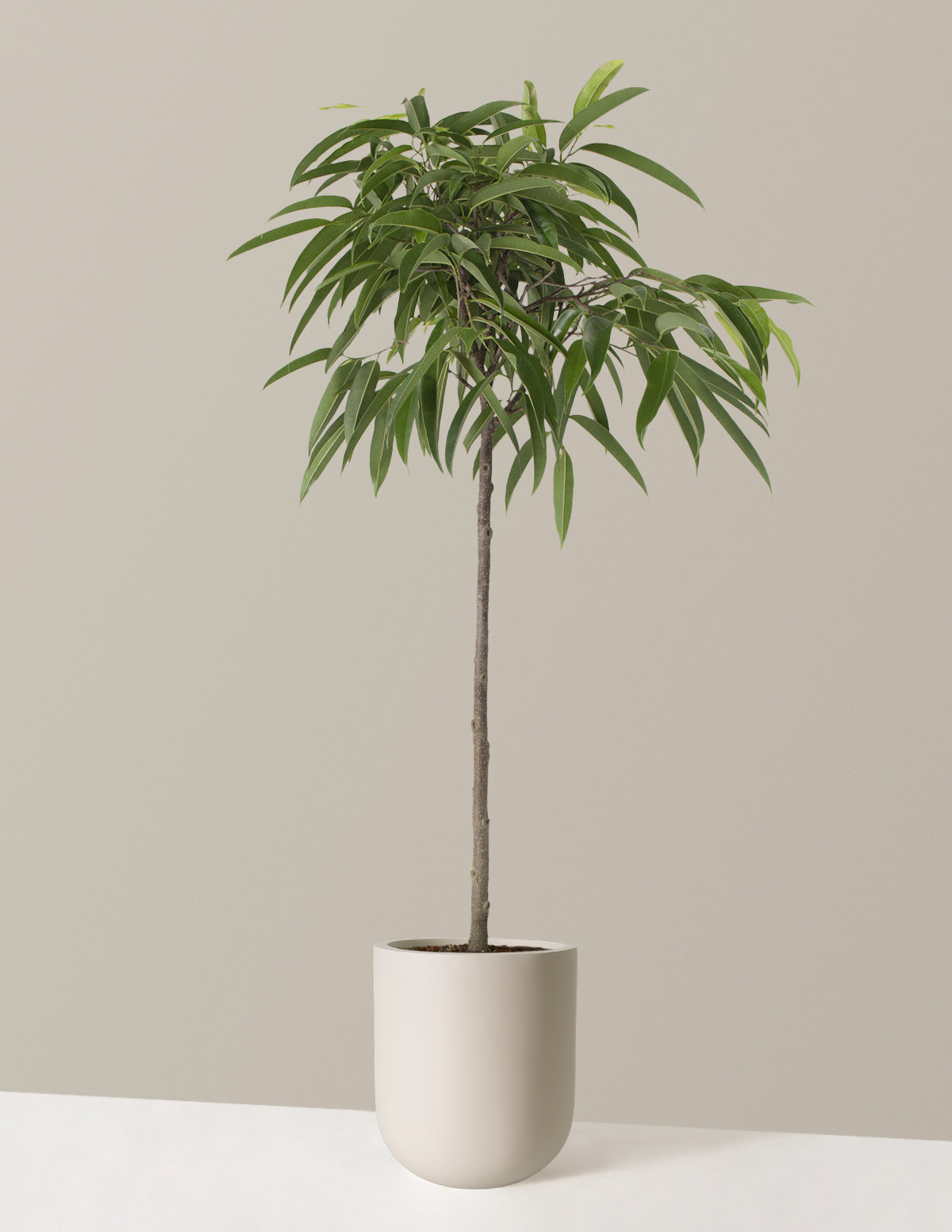  Large Ficus Alii
