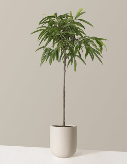  Large Ficus Alii