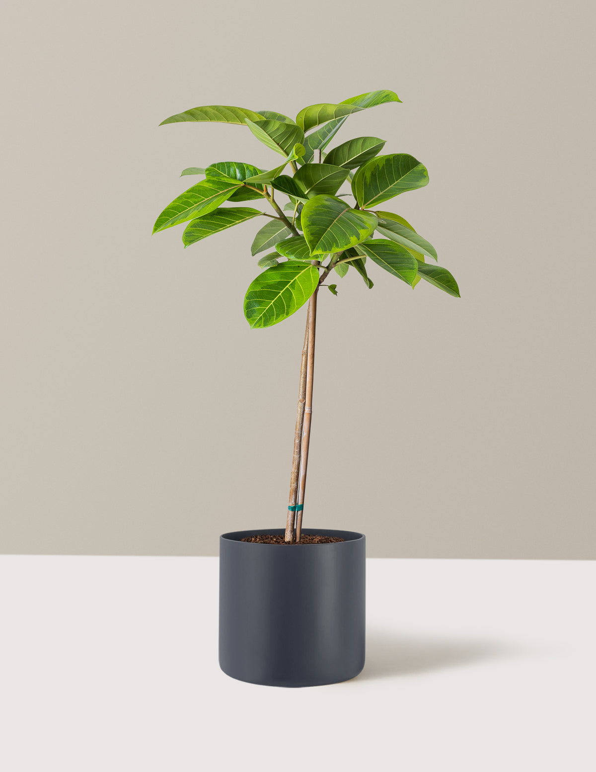  Large Ficus Altissima Tree
