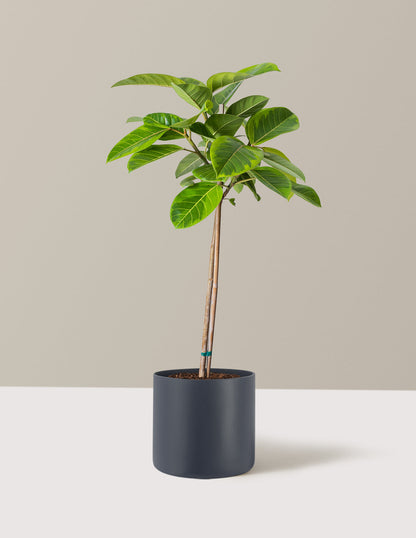  Large Ficus Altissima Tree