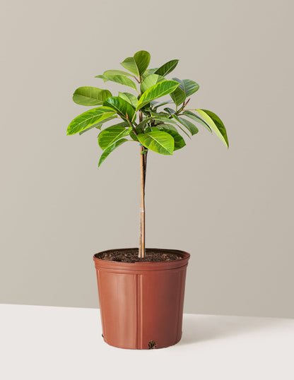  Large Ficus Altissima Tree