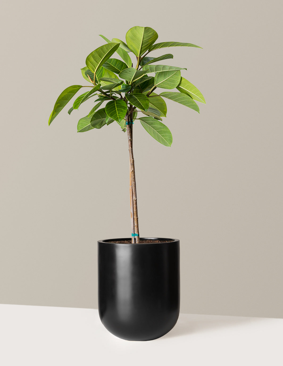  Large Ficus Altissima Tree