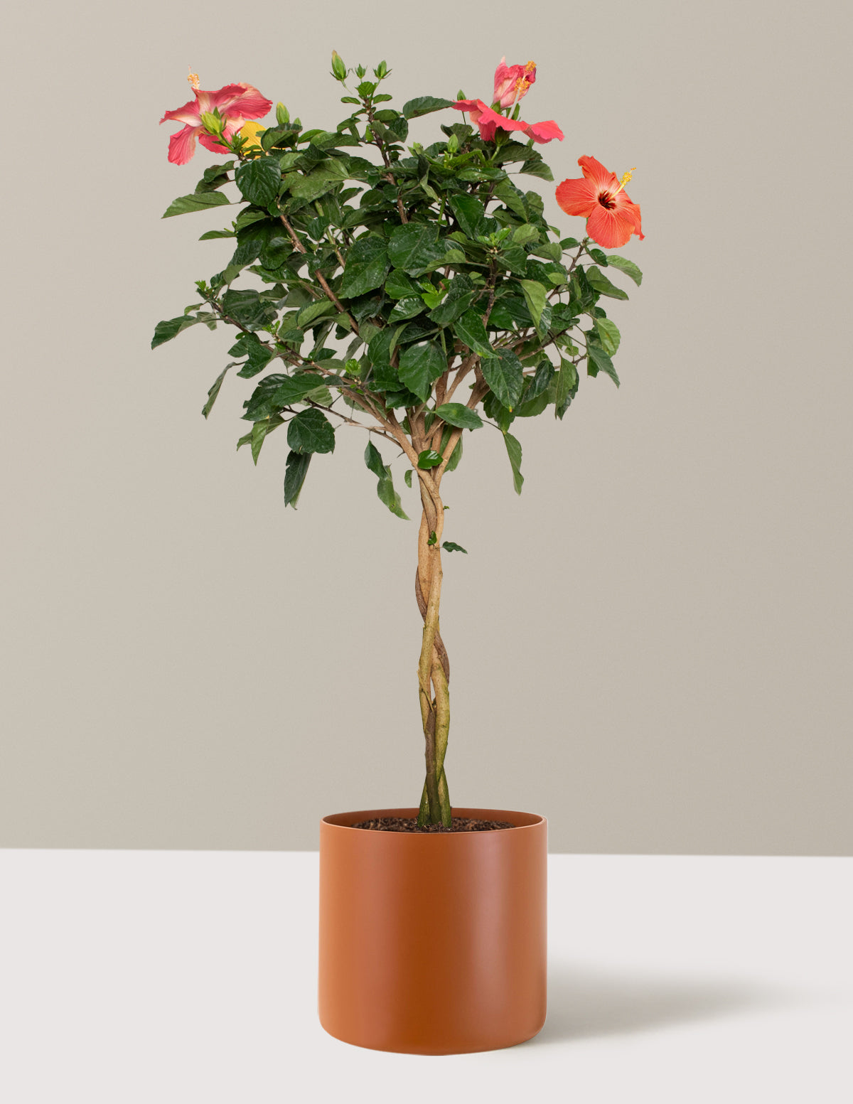  Large Braided Hibiscus