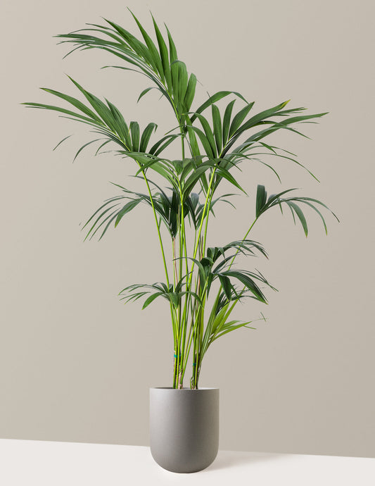  Kentia Palm