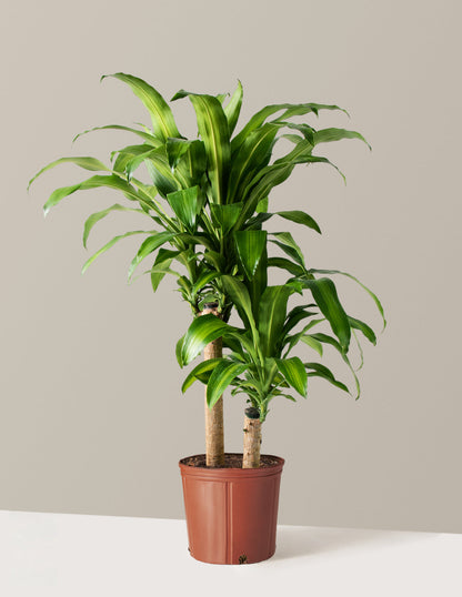  Large Dracaena Mass Cane