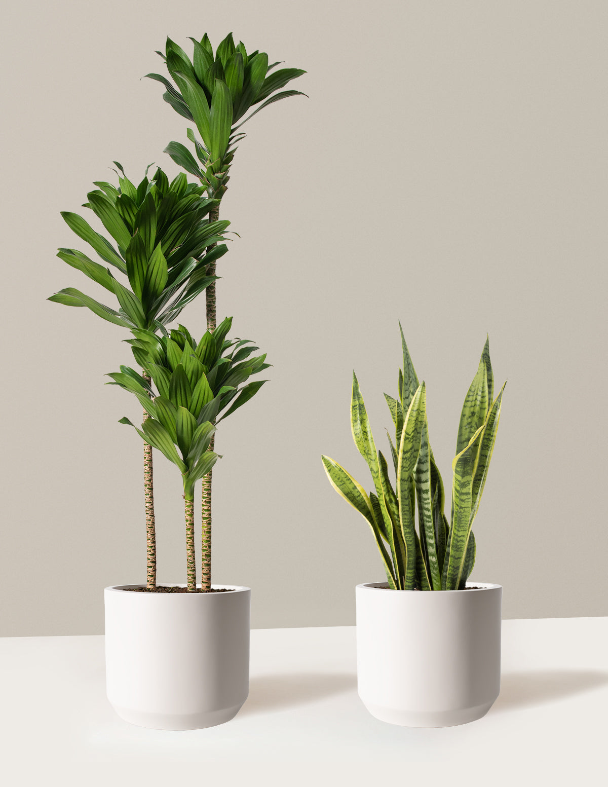  Modern Office Duo