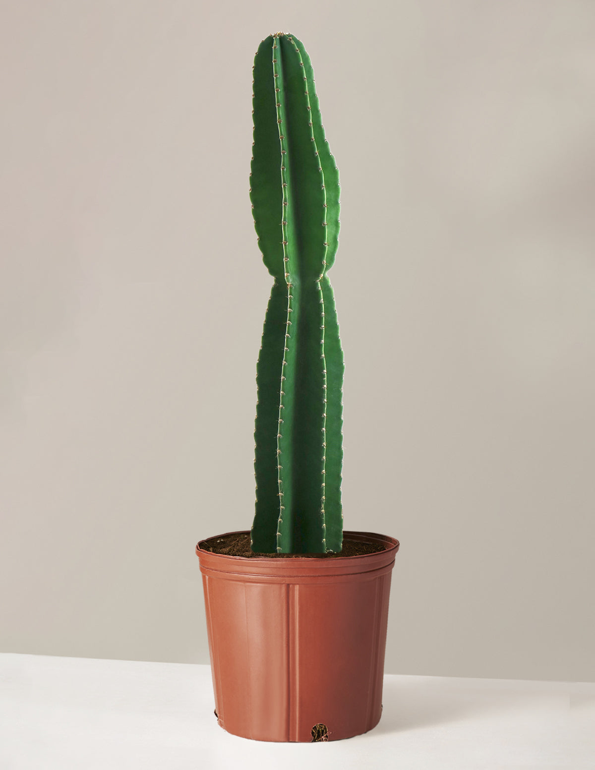  Large Peruvian Apple Cactus