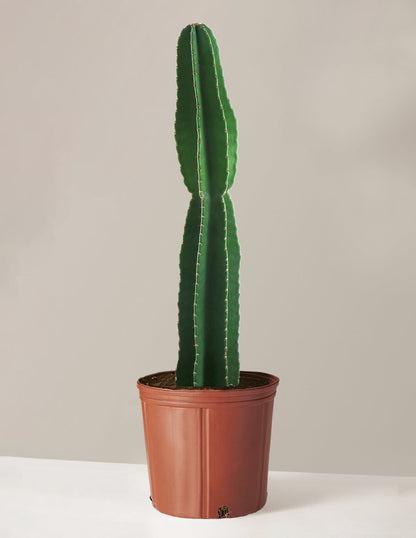  Large Peruvian Apple Cactus