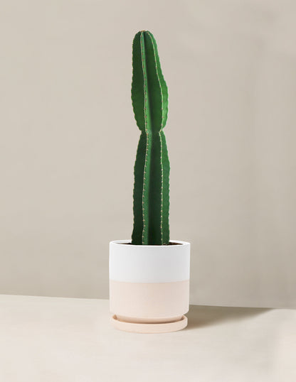  Large Peruvian Apple Cactus