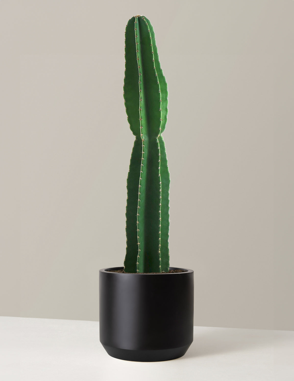  Large Peruvian Apple Cactus