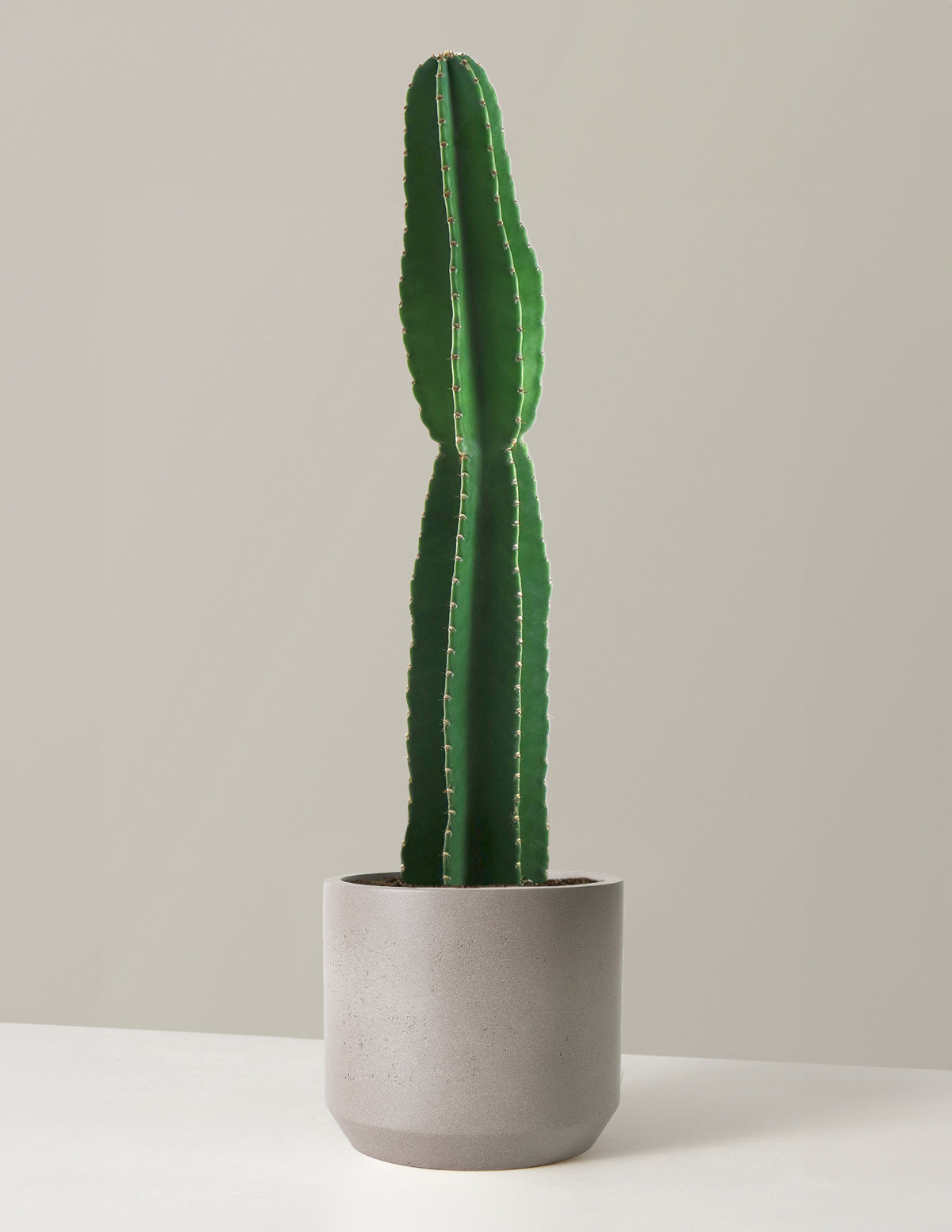  Large Peruvian Apple Cactus