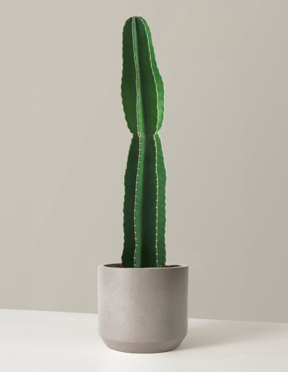  Large Peruvian Apple Cactus
