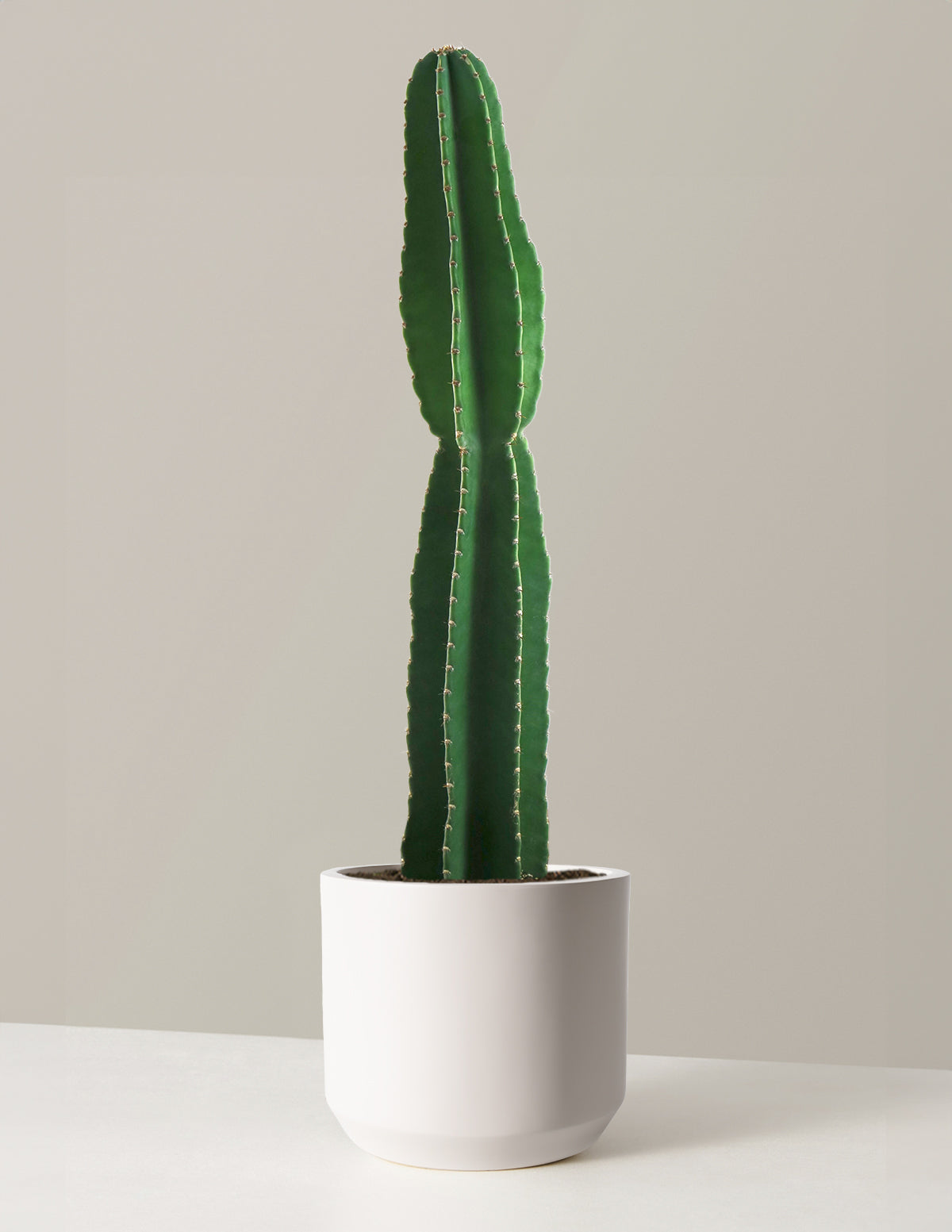  Large Peruvian Apple Cactus