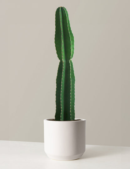  Large Peruvian Apple Cactus