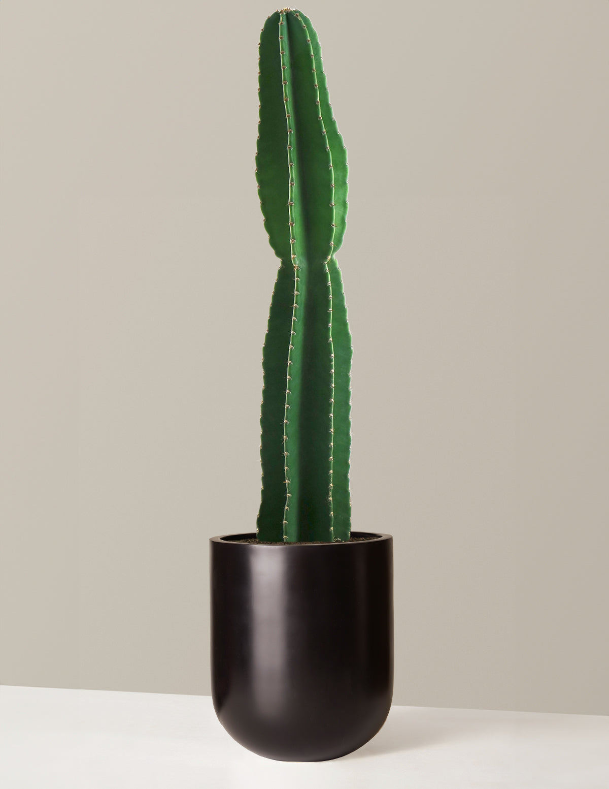  Large Peruvian Apple Cactus