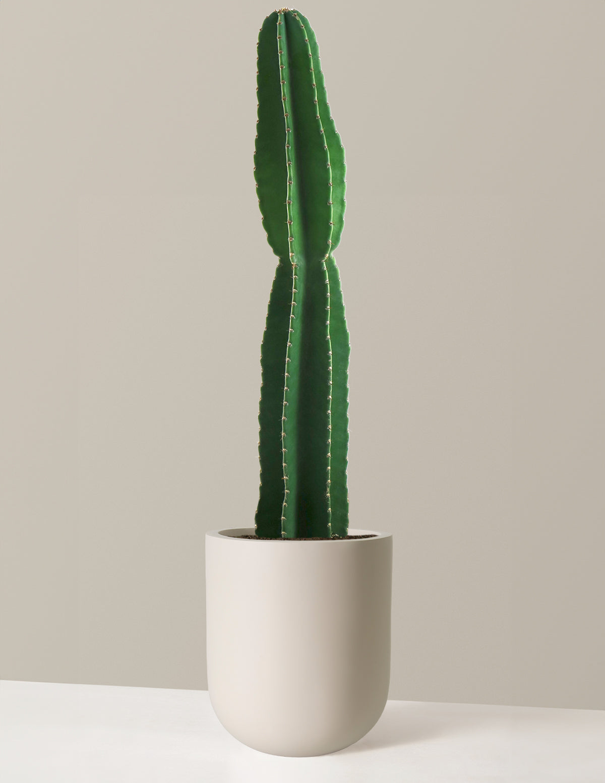  Large Peruvian Apple Cactus