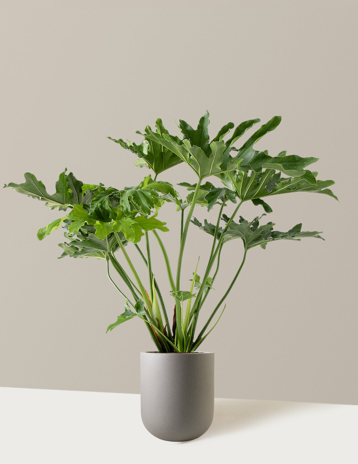  Large Philodendron Selloum ‘Hope’