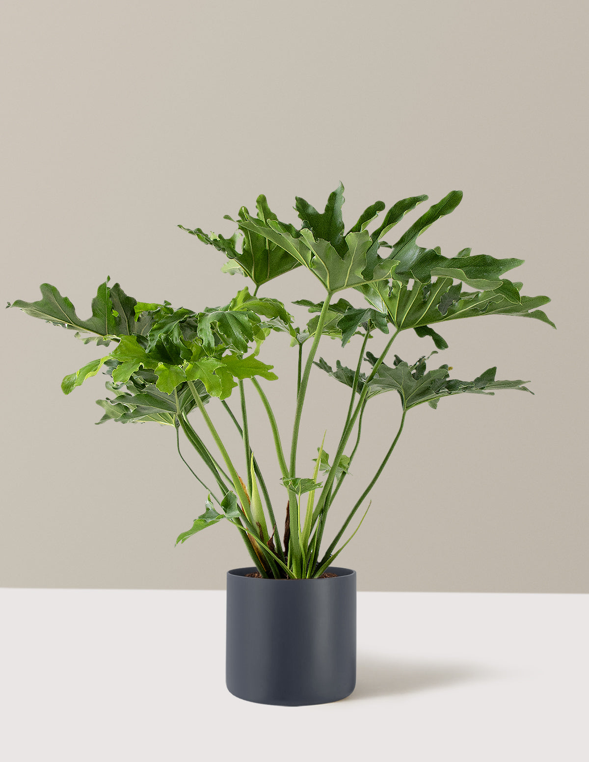 Large Philodendron Selloum ‘Hope’