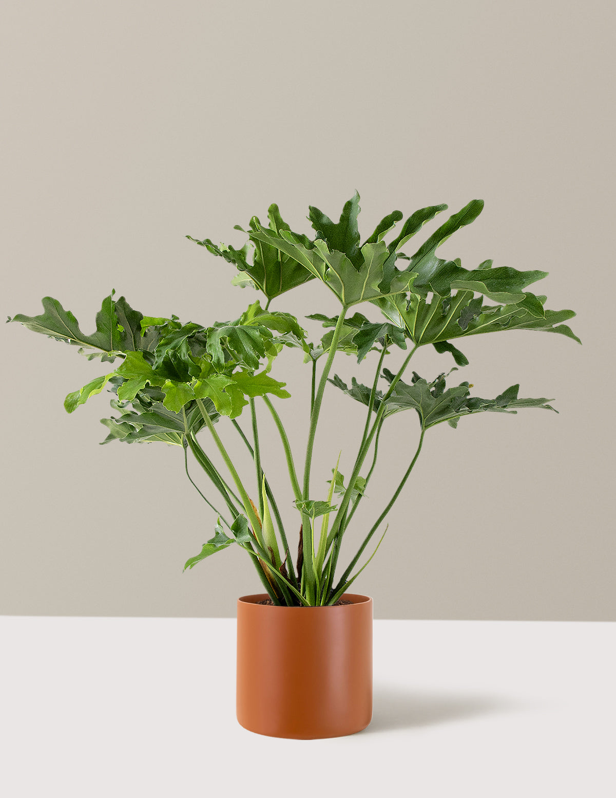  Large Philodendron Selloum ‘Hope’
