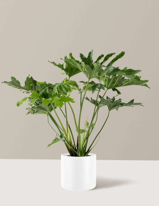  Large Philodendron Selloum ‘Hope’