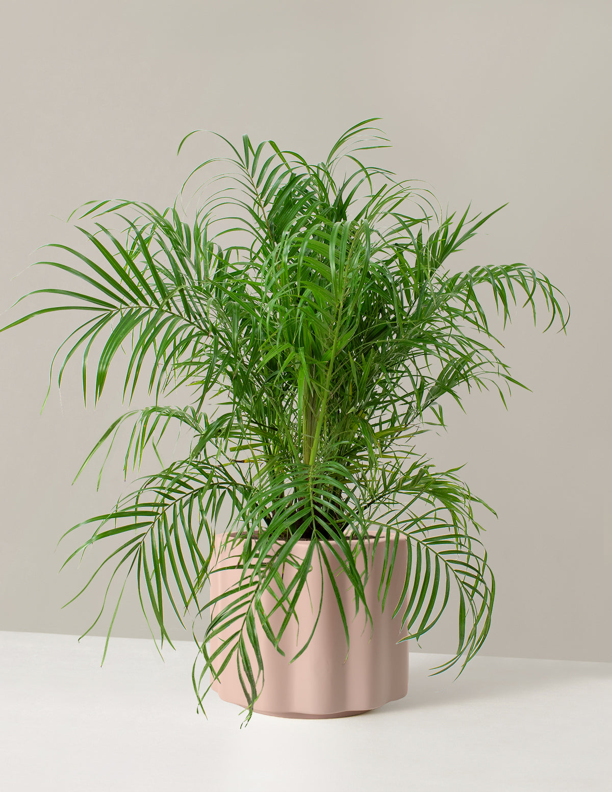  Large Pygmy Date Palm