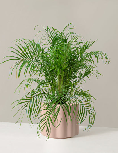  Large Pygmy Date Palm
