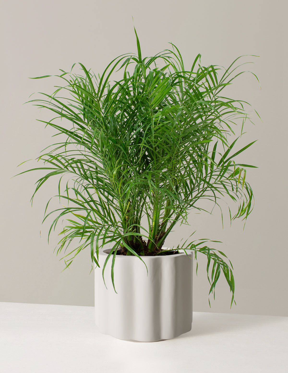  Large Pygmy Date Palm