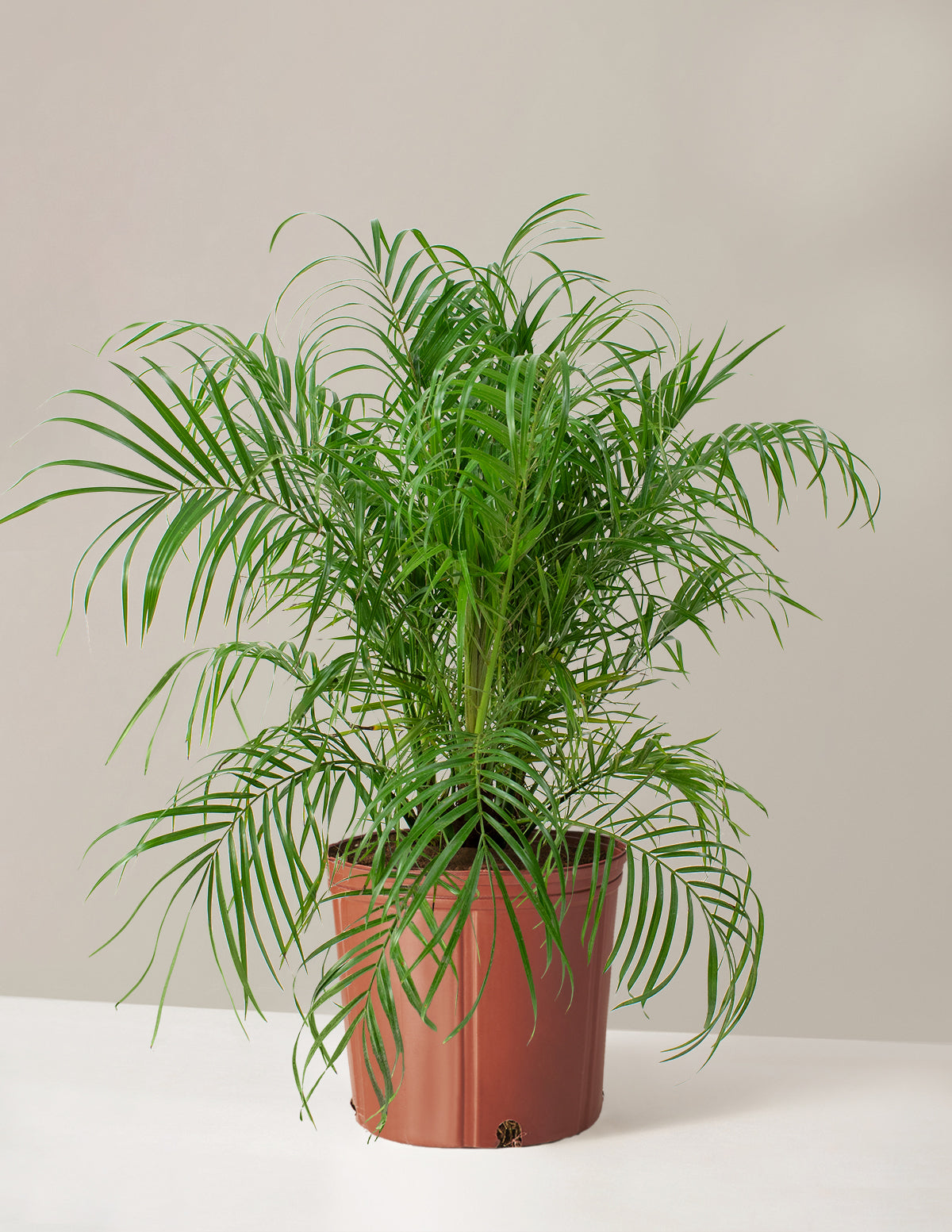  Large Pygmy Date Palm