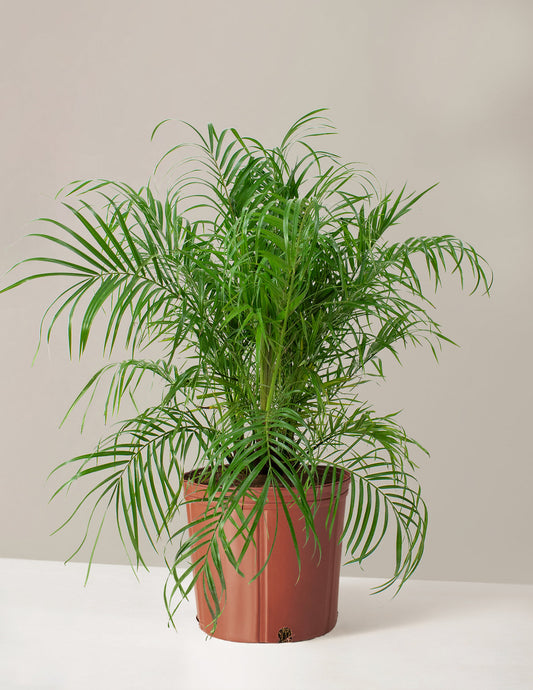  Large Pygmy Date Palm