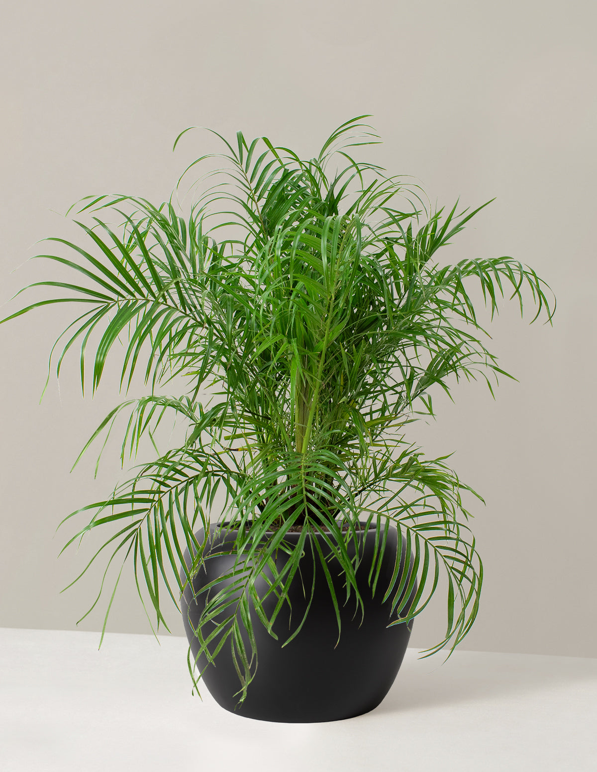  Large Pygmy Date Palm