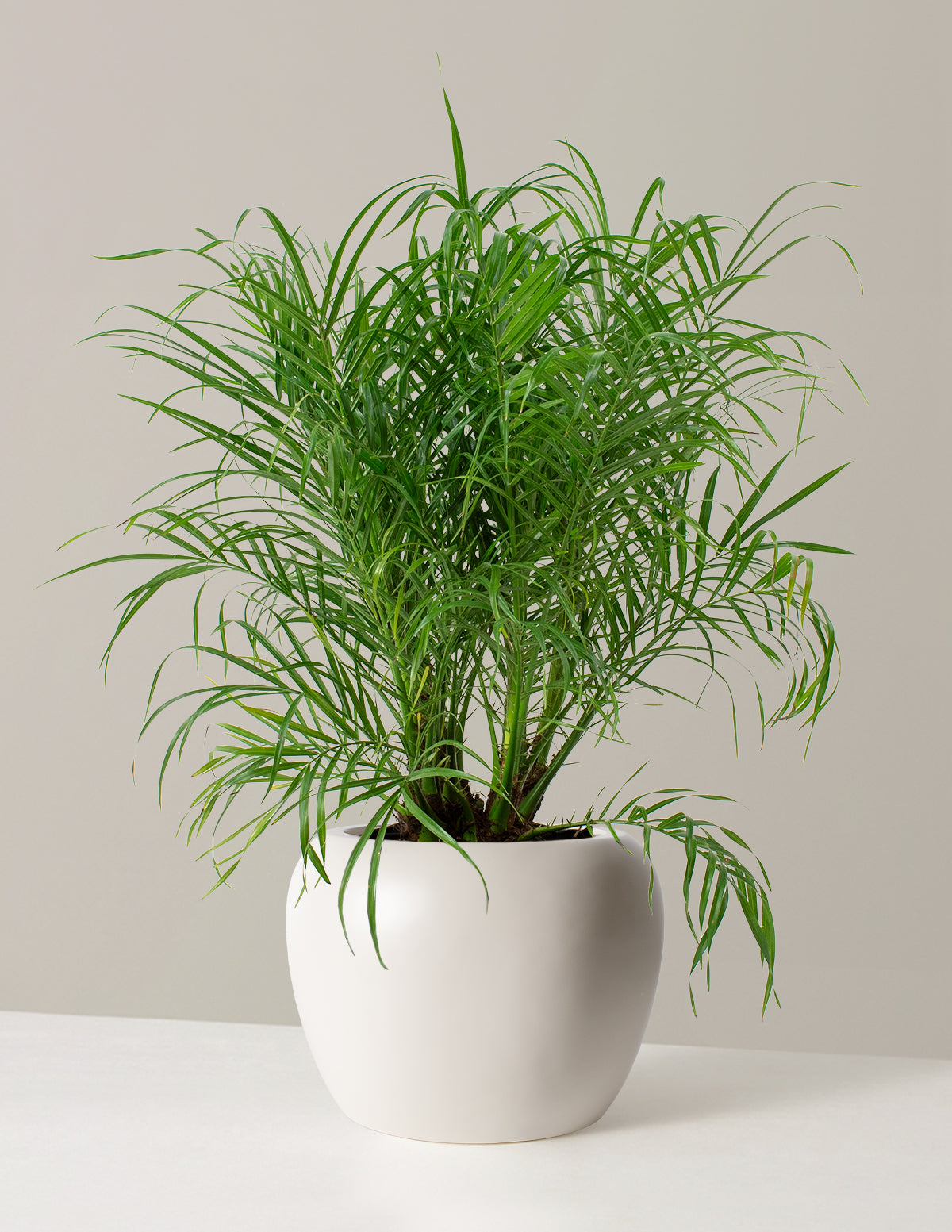  Large Pygmy Date Palm
