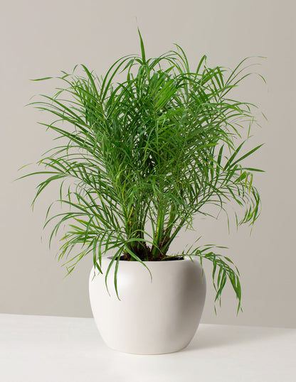  Large Pygmy Date Palm
