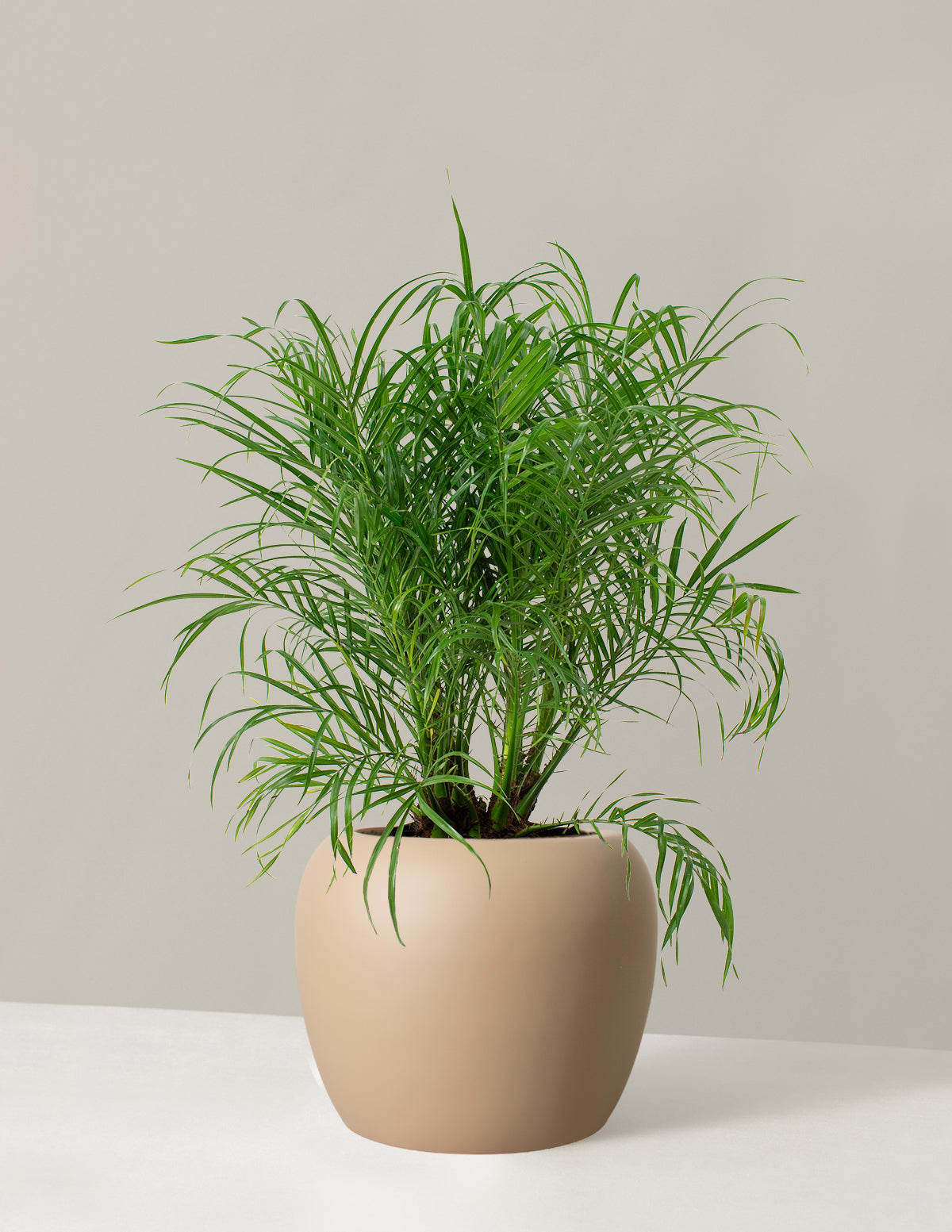  Large Pygmy Date Palm